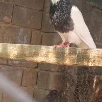 کبوتر  طوقی