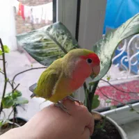 طوطی برزیلی اهلی