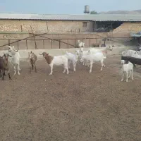 فروش تعدادی میش و بز سانن|حیوانات مزرعه|زرقان, |دیوار