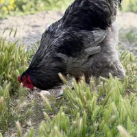 مرغ و خروس جوجه برهما لایت  بلو|حیوانات مزرعه|تهران, حافظیه|دیوار