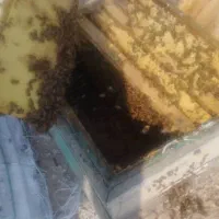 فروش زنبور خرید موم و کلوخ وتعویض با زنبور