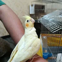 عروس هلندی کاملا دستی|پرنده|محمدشهر, جعفرآباد|دیوار