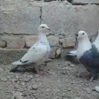 کبوتر رنگی معامله