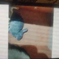 دو عدد خرگوش اهلی