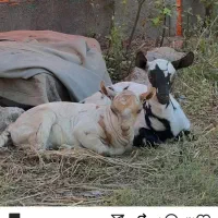 بز سومالی|حیوانات مزرعه|شیراز, سلطان آباد|دیوار