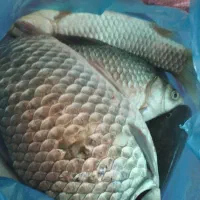 ماهی کپور تازه درشت نیستن