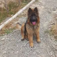 ژرمن شولاین موبلند(کینگ سایز)