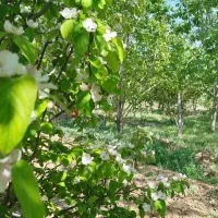 16راس بره جمله ای