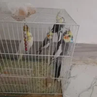 پرنده