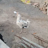 مرغ گلین|حیوانات مزرعه|انبارآلوم, |دیوار