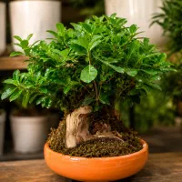 بنسای پیتسپروم، زیبایی طبیعت در ابعاد کوچک