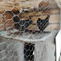 دو عدد مرغ سیاه تخمی