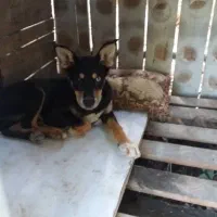 سگم گمشده مژدگانی میدم