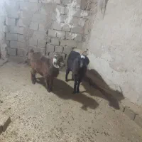 دوعدد.بزغاله.ماده