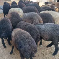 بره|حیوانات مزرعه|ورامین, ورامین|دیوار