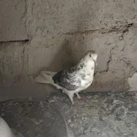 کبوتر تهرانی|پرنده|خاش, |دیوار