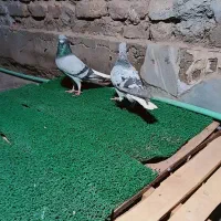 کبوتر عتیقه جوجه کشی