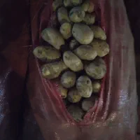 سیب زمینی|عمده‌فروشی|چنارود, |دیوار