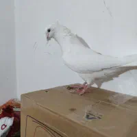 خوشونه|پرنده|الشتر, |دیوار