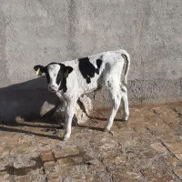 گوساله شیری نر