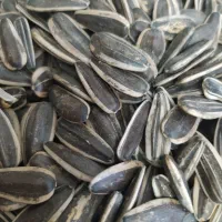 تخمه آفتابگردان است 400|خوردنی و آشامیدنی|قره ضیاالدین, |دیوار