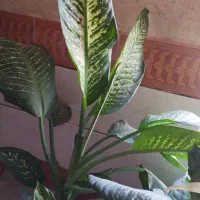 فروش گل‌های آپارتمانی