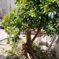 گل شفلرا گل گیاه