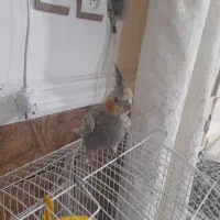 عروس هلندی نر|پرنده|اندیمشک, |دیوار