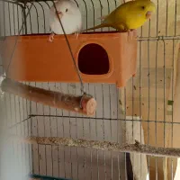 مرغ عشق مولد به شرط جوجه