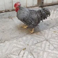 خروس آمروک|حیوانات مزرعه|مشهد, رده|دیوار