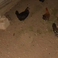 مرغ عربی تخم گذار حمیدیه|حیوانات مزرعه|اهواز, آسیاباد|دیوار