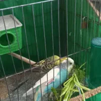 سه جفت مرغ عشق مولد