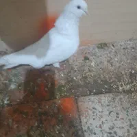 دوتاکفتره فروشی هردوگرفتنی|پرنده|اشترینان, |دیوار