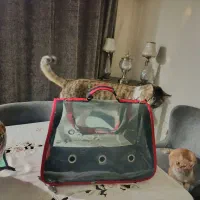 باکس حمل گربه