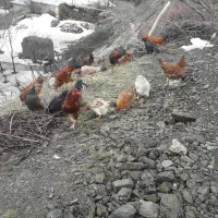 گلپایگان مرغ