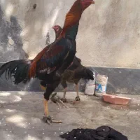 تخم مرغ لاری