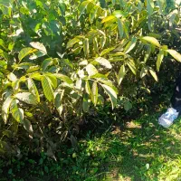 عرضـه نهـالــهای ریشه لخت|خدمات باغبانی و درختکاری|قیدار, |دیوار