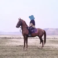 اسب|اسب و تجهیزات اسب‌سواری|تهران, پردیسان|دیوار