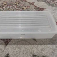 حلزون جیدو آلبینو