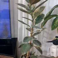 گل اپارتمانی|گل و گیاه طبیعی|اسفراین, |دیوار