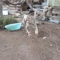 3 عدد مرغ لاری و ی نوچه خروس