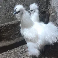 مرغ و خروس