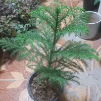 گلفروشی ارش|گل و گیاه طبیعی|لردگان, |دیوار