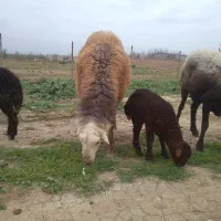 قوچ قیمت ۷۸میلیون