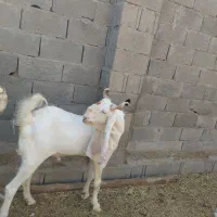 پازن گلابی درجه یک|حیوانات مزرعه|بندر دیر, |دیوار