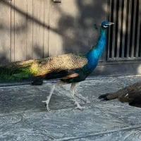 یک طاووس نر هندی بسیار زیبا