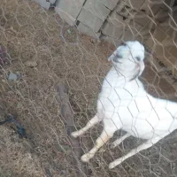 چپشت هم داشتی هم گوشتی