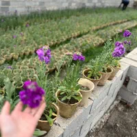 تولیدی گلهای فصلی شب بو و بنفشه