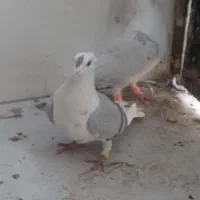 فروشی کبوتر پشتی آلمانی|پرنده|خرم بید, |دیوار