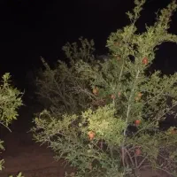 فروش-باغچه-در-ایوانکی-روستای-کرک